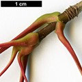 SpeciesSub: subsp. macropterum SpeciesSub: subsp. macropterum